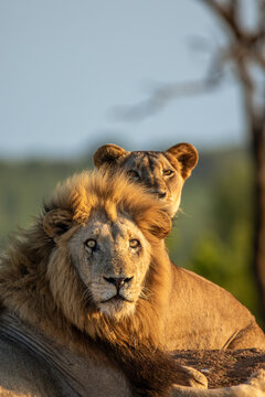 Lion, Panthera leo, Portrait of a male lion in the foreground with a lioness peering over his shoulder
