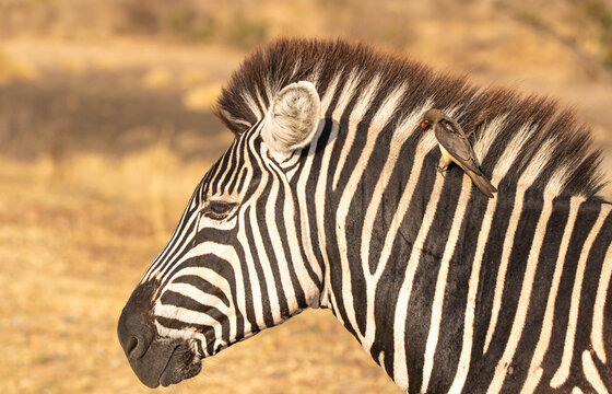 Zebra, Equus quagga, Profile of a Plains Zebra's head with an oxpecker perched on its neck
