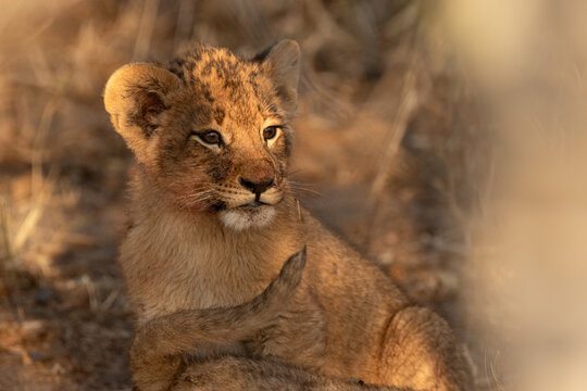 Lion, Panthera leo, Close-up portrait of a lion cub with traces of blood on its face from a recent meal