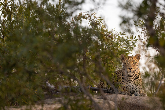 Leopard, Panthera pardus, Leopard resting on a large grey boulder, partially framed by leafy green branches