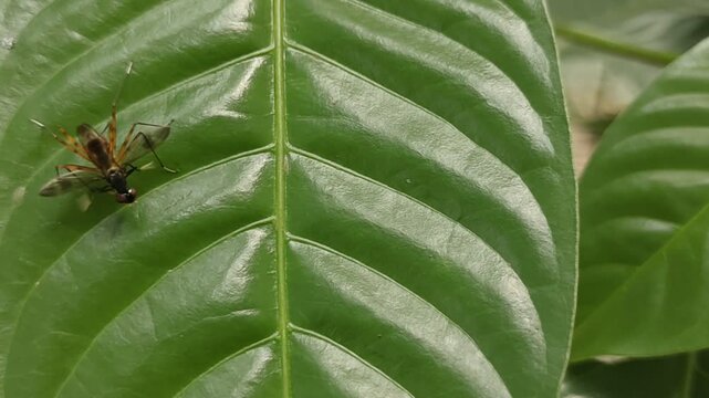 spider on leaf
