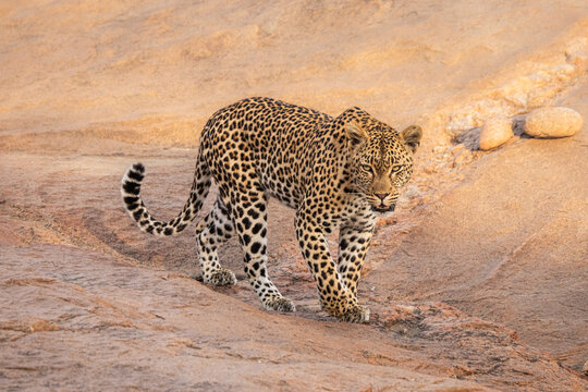 Leopard, Panthera pardus, Leopard walking across a large, flat rock formation toward the camera