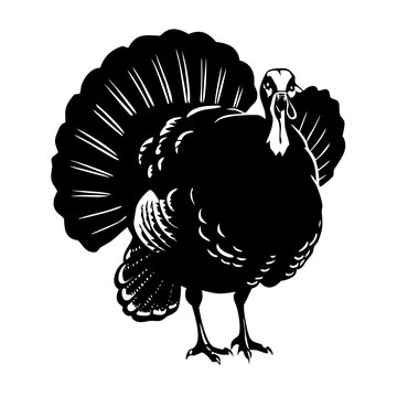 Thanksgiving Wild Turkey Bird with Fan Tail Black Silhouette Vector Icon Isolated on White Background
