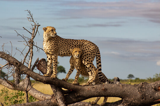 Cheetah, Acinonyx jubatus, Female Cheetah and her cub standing together on a thick fallen tree branch