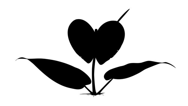 Anthurium Tropical Flower with Spadix and Leaves Black Silhouette Vector Icon Isolated on White Background