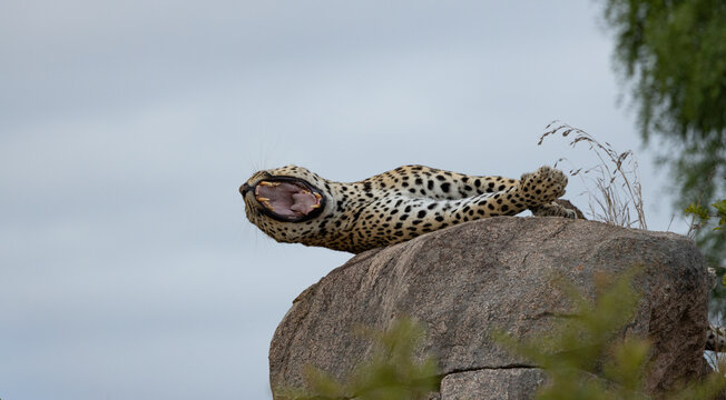 Panthera pardus, Leopard lying on its back on a large rock with its mouth wide open in a yawn