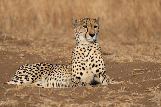 Cheetah, Acinonyx jubatus, Male Cheetah lying down alert on a sandy patch in dry grass