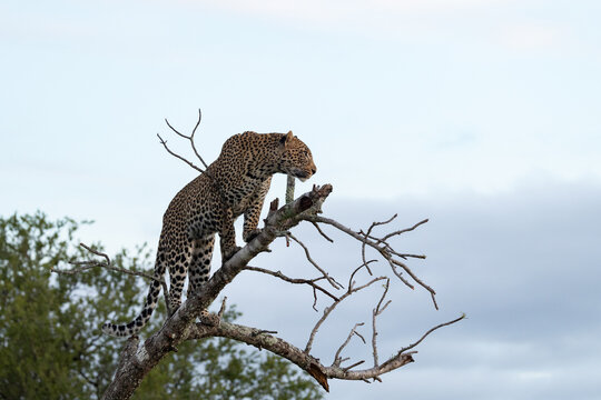 Leopard, Panthera pardus, Male leopard standing on a high branch of a dead tree against a cloudy sky