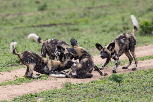 African Wild Dog, Lycaon pictus, Four wild dog pups playing and nuzzling each other on a dirt track