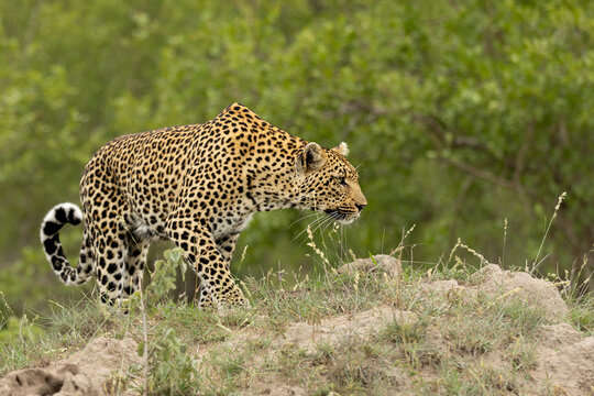 Leopard, Panthera pardus, Female leopard in a low crouch, stalking through short grass on a mound