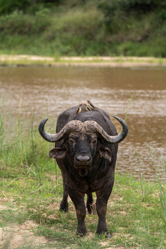 African Buffalo, Syncerus caffer, Buffalo bull standing near water with three oxpeckers on its back