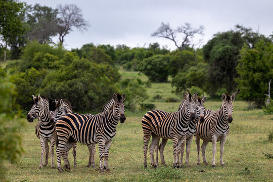 Zebra, Equus quagga, A herd of zebras standing together in an open grassy clearing under an overcast sky