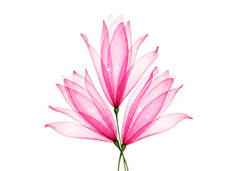 Fototapeta premium glowing pink translucent lotus flowers with sparkles and light effects on transparent background.