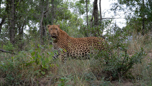 Panthera pardus, Male leopard standing in tall grass and thicket, looking directly at the camera