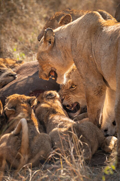 Lion family, Panthera leo, Lions and cubs snarling at one another while feeding on a carcass