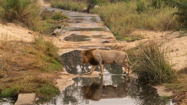 Lion, Panthera leo, Male lion walking across a wet concrete causeway with its reflection visible in a puddle