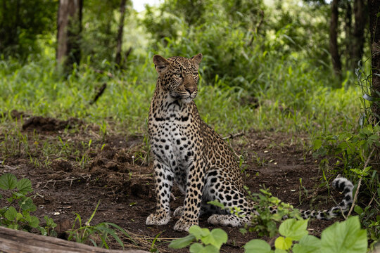 Leopard, Panthera pardus, Female leopard sitting alert on the ground in a lush green forest clearing