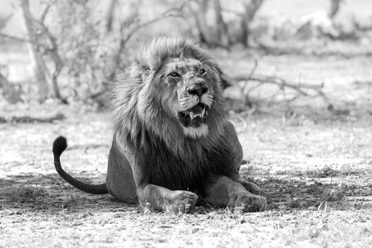 Lion, Panthera leo, Black and white view of a male lying down on the ground with his head up
