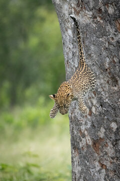 Panthera pardus, Leopard cub in mid-air jumping down from the trunk of a large tree