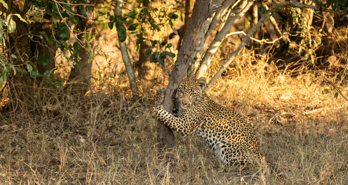 Panthera pardus, Leopard cub playfully hugging a small tree trunk in long grass