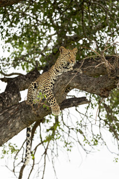 Leopard, Panthera pardus, Female leopard resting on a large marula tree branch, looking off to the side
