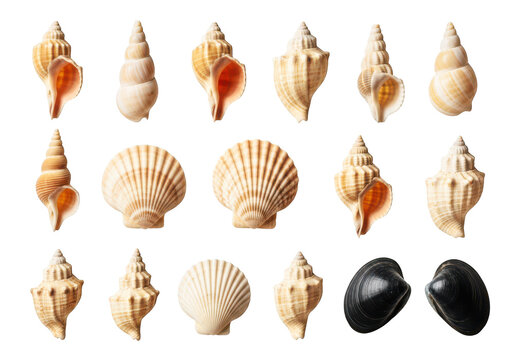 Collection of seashells and conch shells of various shapes and sizes isolated on a transparent background beach treasures for decoration.