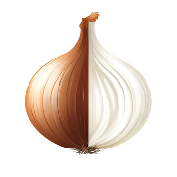 Fresh onion bulb with brown skin and white cross section isolated on transparent background