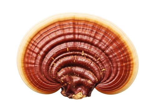 Mushroom ganoderma lucidum, lingzhi fungus with concentric rings, natural medicine ingredient, traditional chinese herbal remedy, healthy organic food, isolated on gray background.