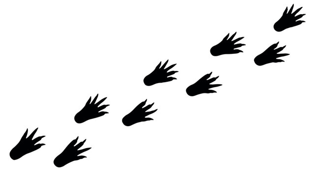 Crocodile Footprint Paw Prints Trail Silhouettes Set, Crocodile Animal Track trail on white background, Black Pest control and Wildlife identification icons, 