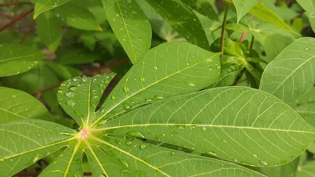 green leaf with water drops