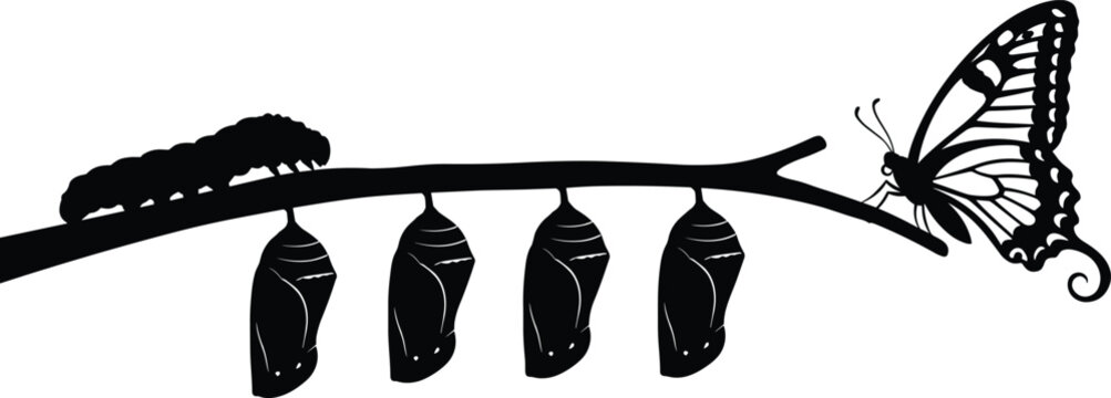 Butterfly life cycle metamorphosis vector illustration caterpillar chrysalis cocoon branch isolated on white background