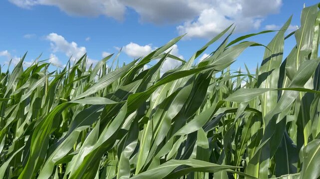 Close-up of green corn leaves swaying in the wind in a field under a blue sky with clouds. Rural countryside