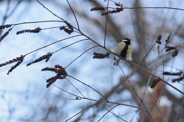 Blue tit on a branch of a tree in the winter forest © Stan