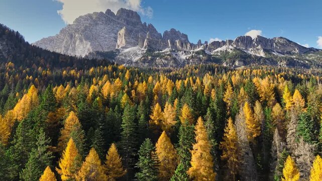 Autumn larch forest in Dolomites with golden trees and rocky mountains, aerial view of fall alpine landscape under blue sky. Golden fall larch forest against majestic Dolomites mountain peaks