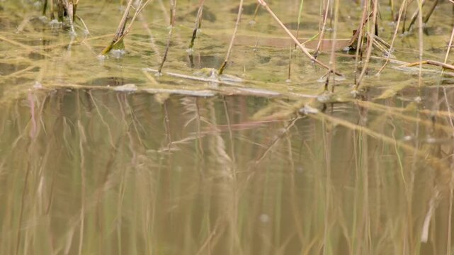 The reflection  of the grass growing on the water o a pond