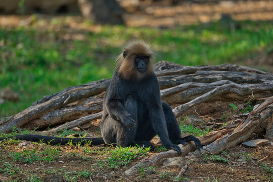 Lion tailed Macaque (Macaca silenus), an endangered primate endemic to the Western Ghats of South India