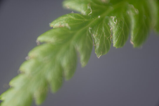 blatt baum makro nah pflanze