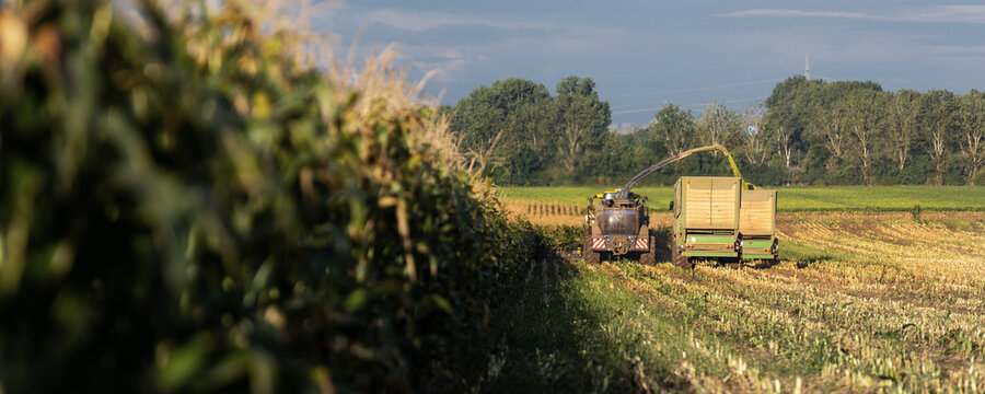 Modern forage harvester combiner harvesting silage maize corn tractor trailer corn field warm sunny autumn morning with overcast cloudy sky. Heavy agricultural machinery work. Livestock feeding corn