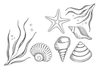 Dibujos a mano de conchas marinas, estrellas de mar y algas © Mostafizur