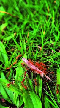 Group of red ants cooperatively carrying a large piece of material across green grass blades