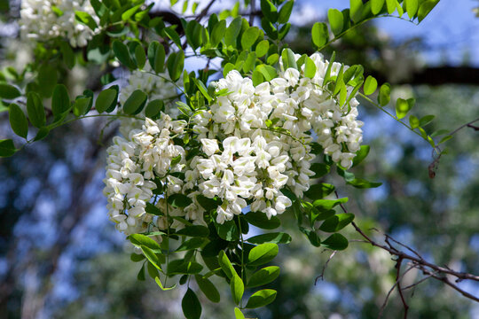 Acacia flowers are seen blooming on branches in a garden during spring. The scene shows vibrant flowers against a clear blue sky.