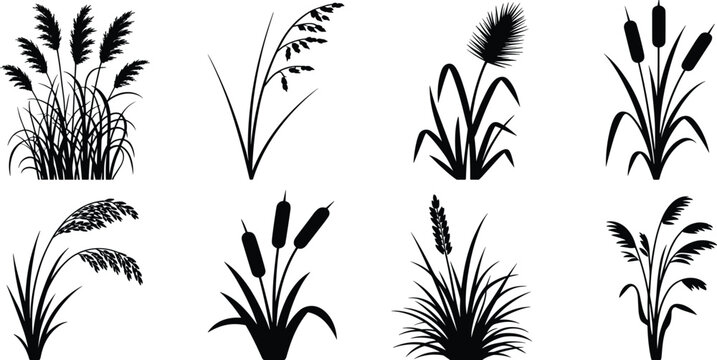 Black silhouette collection of various wetland grasses and reeds cattail bulrush pampas grass