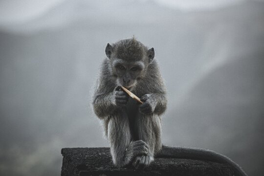 Macaque monkey eating with a stick in Mauritius