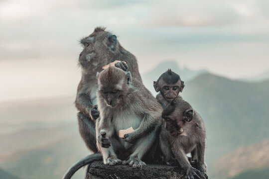 Macaque family sitting together in Mauritius