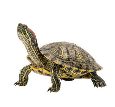 Redeared slider turtle isolated on transparent background