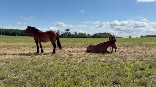 Three brown horses resting and standing in a sunny green pasture