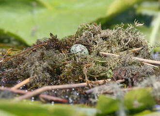 Naklejka premium A single speckled whiskered tern egg resting inside a floating nest made of water plants.