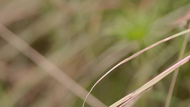 A blue tropical dasher dragonfly perched in a straw