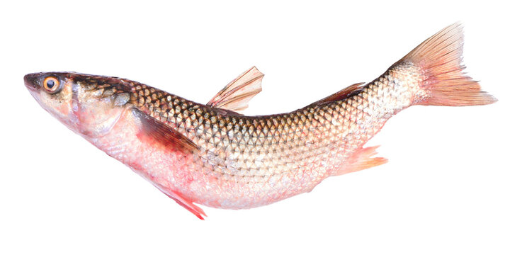  Fish Mullet or Haarder, isolated on white