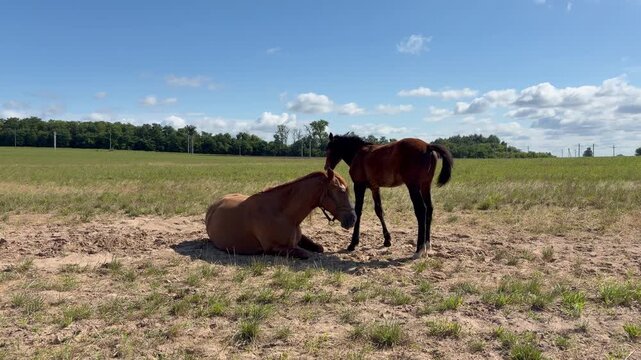 Horse and foal. Two brown horses resting and grooming each other in a sunny green pasture